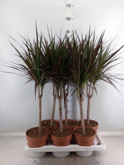 <h4>Dracaena marg. 'Magenta'</h4>