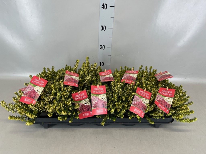 <h4>Erica carnea 'Winter Ladies Sarah'</h4>