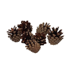 Pinecone Silvester 200g