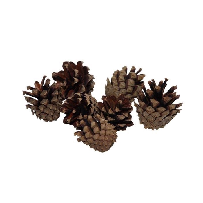 <h4>Pinecone Silvester 200g</h4>