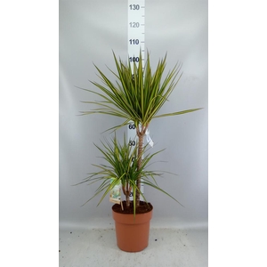 Dracaena marg. 'Sunray'