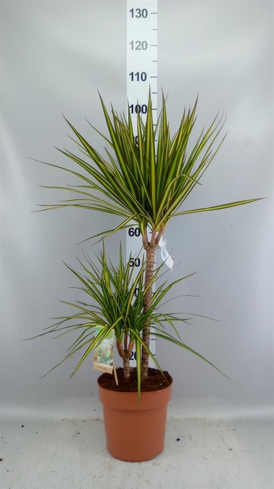<h4>Dracaena marg. 'Sunray'</h4>