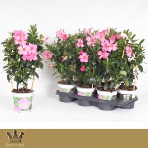 MANDE DI OPA FU FLAM