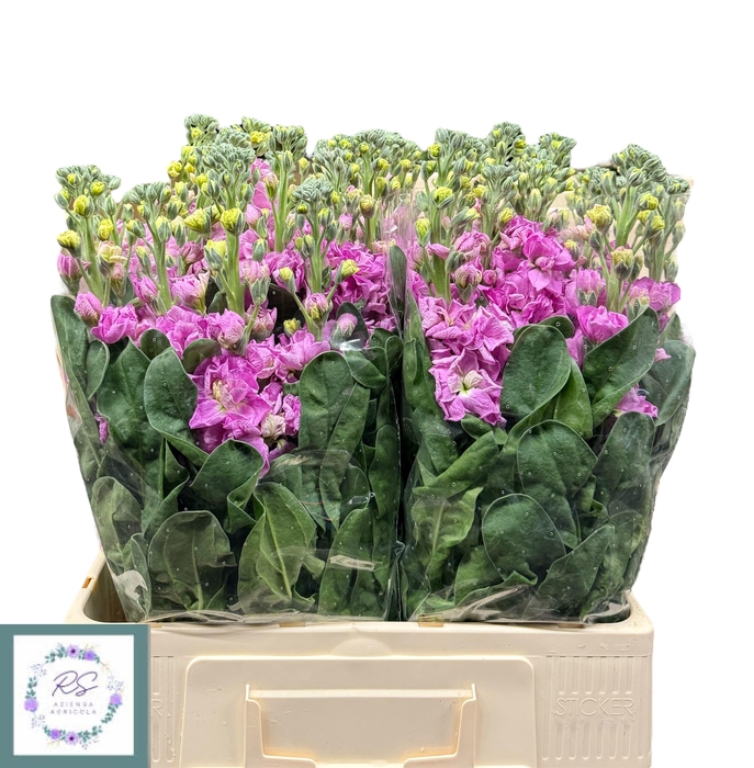 <h4>MATTH IRON PINK</h4>