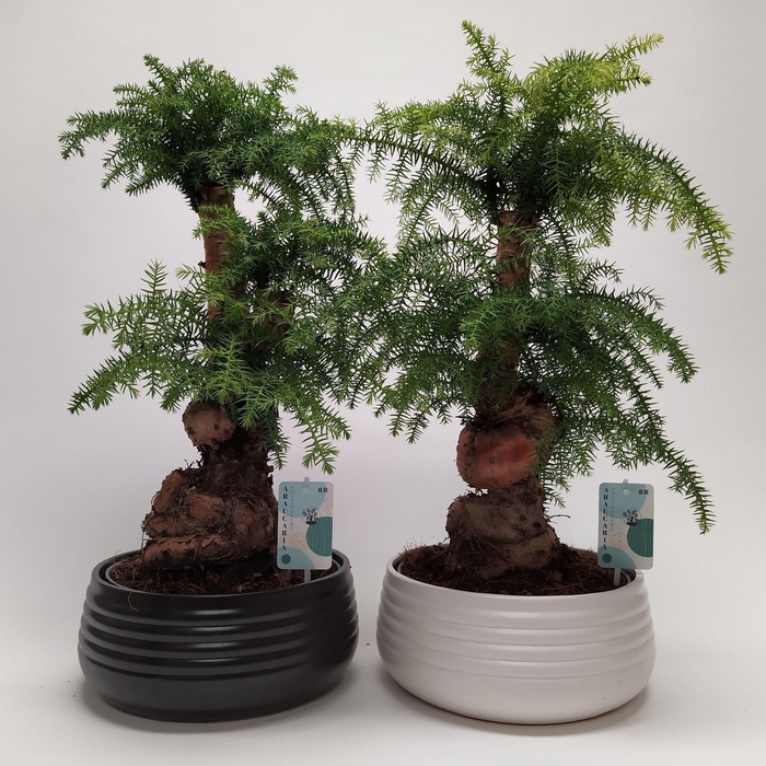 <h4>Araucaria Cunninghamii Bonsai 'Spiral' 26 cm</h4>