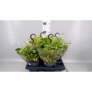 Epipremnum   ...