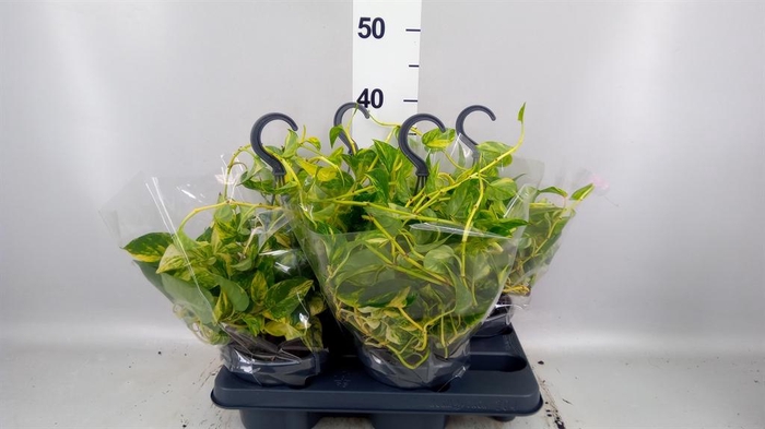 <h4>Epipremnum   ...</h4>