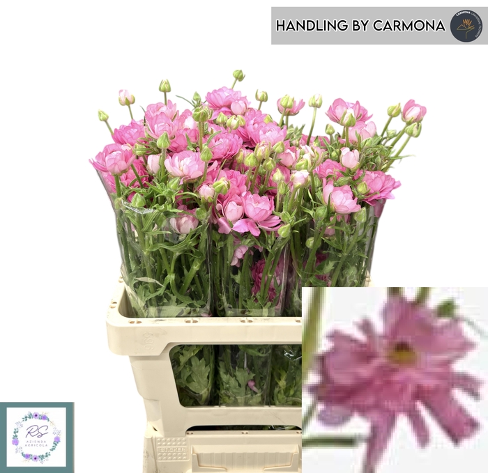 <h4>RAN N MODERNA DOLCE</h4>