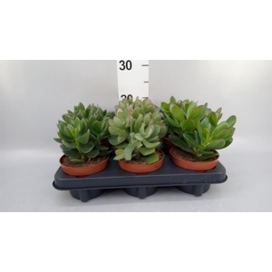 Crassula   ...mix
