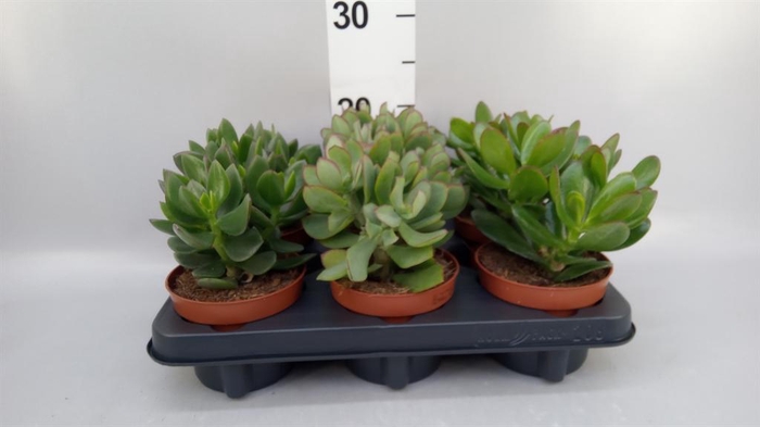 <h4>Crassula ...mix</h4>