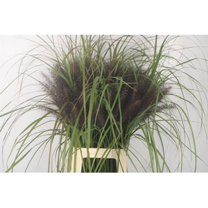 Siergras Pennisetum Redhead