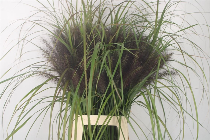 <h4>Siergras Pennisetum Redhead</h4>