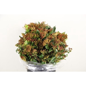 Viburnum Bes Rood Bs 400g