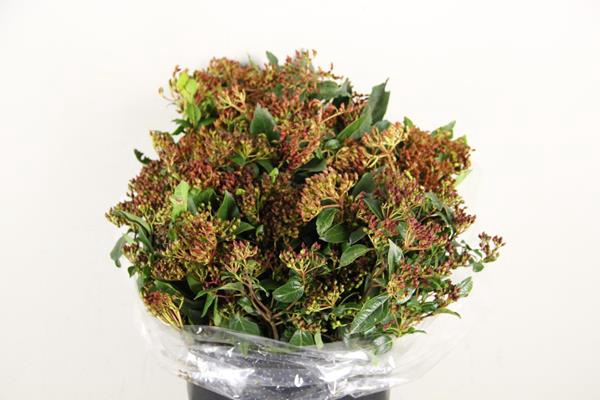 <h4>Viburnum Bes Rood Bs</h4>