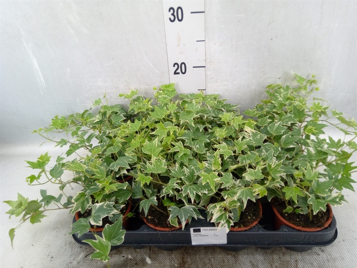 <h4>Hedera   ...variegated</h4>