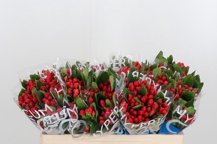 <h4>Hyp Coco Diablo</h4>