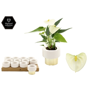 Anthurium 6 cm Everest in Lush Gold ceramics