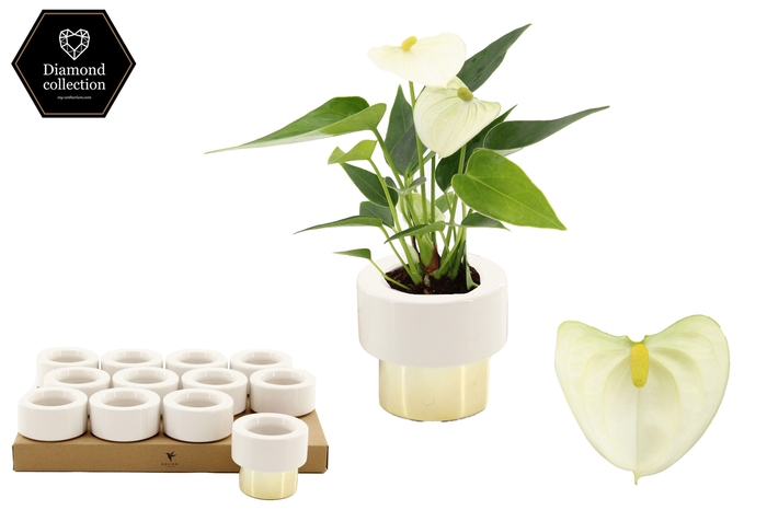 <h4>Anthurium 6 cm Everest in Lush Gold ceramics</h4>