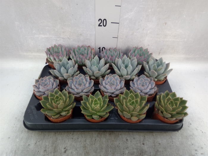 <h4>Echeveria   ...mix</h4>