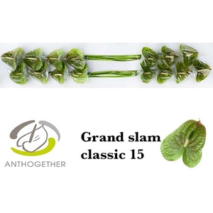 ANTH A GRAND SLAM CLASSIC 15