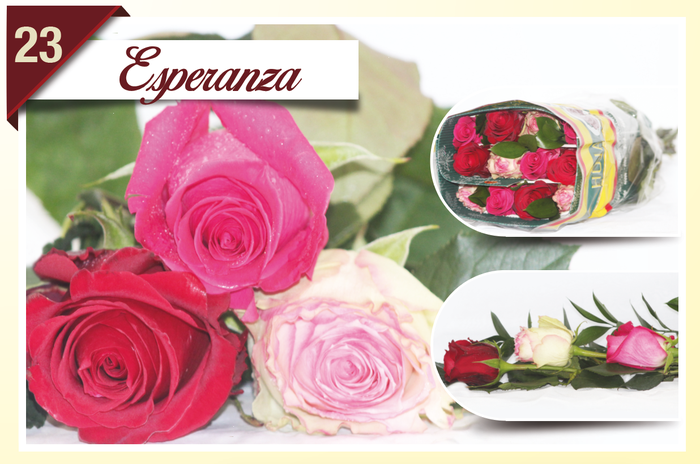 <h4>R Gr Rainbow Esperanza 40cm EC</h4>