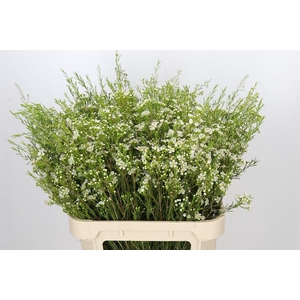 Chamelaucium Ofir