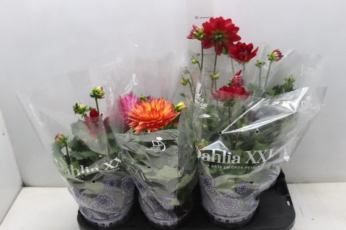 <h4>DAHLIA XXL P15</h4>