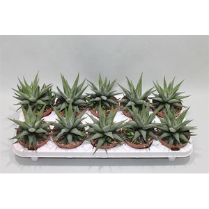 Haworthia Fasciata Concolor