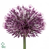 ALLIUM EARLY EMPEROR*