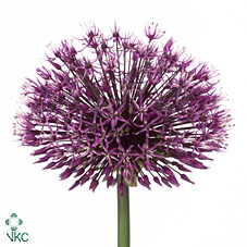 Allium Early Emperor 65cm