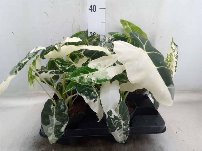 <h4>Alocasia   ...</h4>