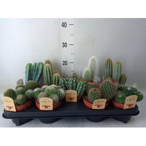 Cactus   ...mix