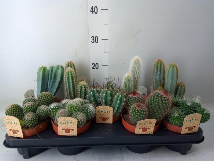 <h4>Cactus   ...mix</h4>