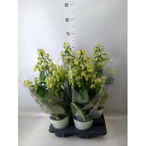 Kalanchoe  'Magic Bell'