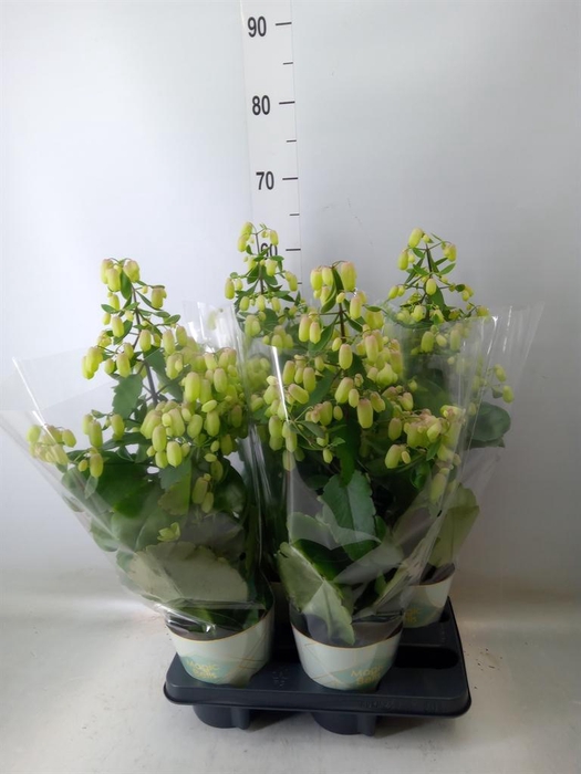 <h4>Kalanchoe  'Magic Bell'</h4>