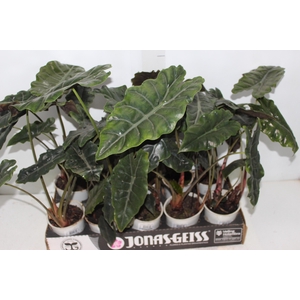 ALOCASIA CHANTRIERI P12