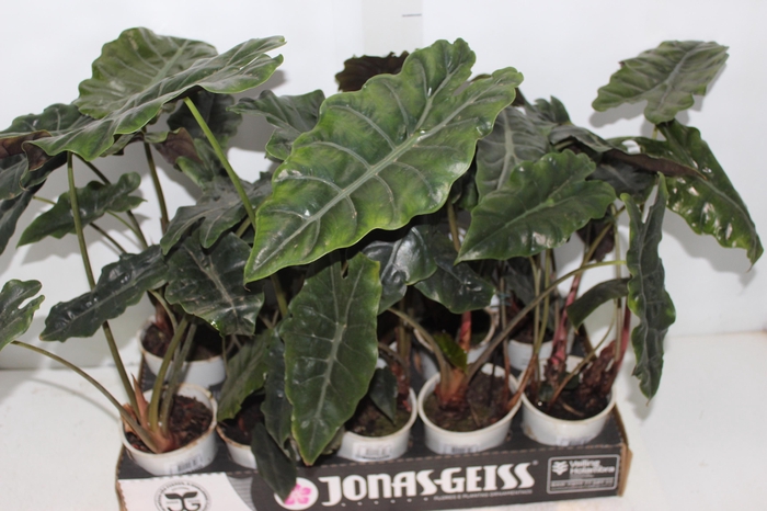 <h4>ALOCASIA CHANTRIERI P12</h4>
