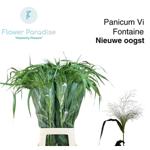 PANIC VI FONTAINE
