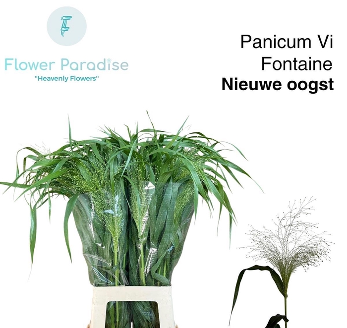 <h4>PANIC VI FONTAINE</h4>