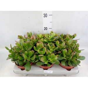 Crassula ovata 'Sunset'