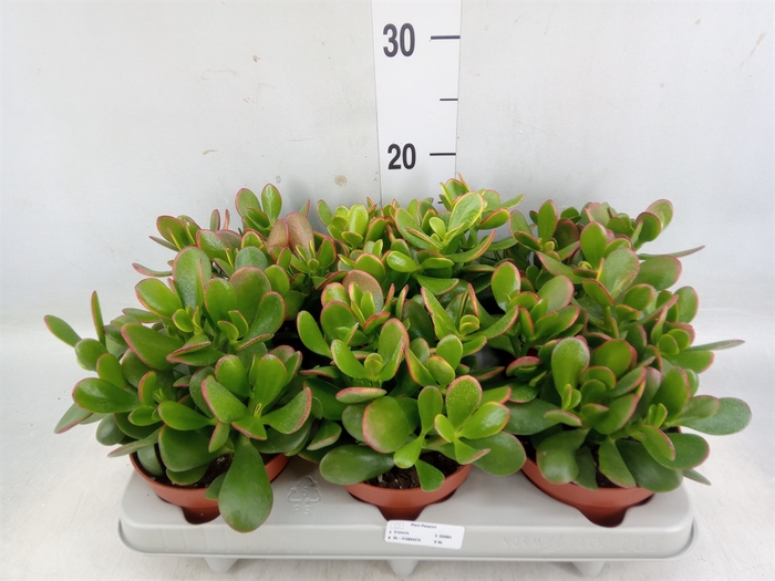 <h4>Crassula ovata 'Sunset'</h4>