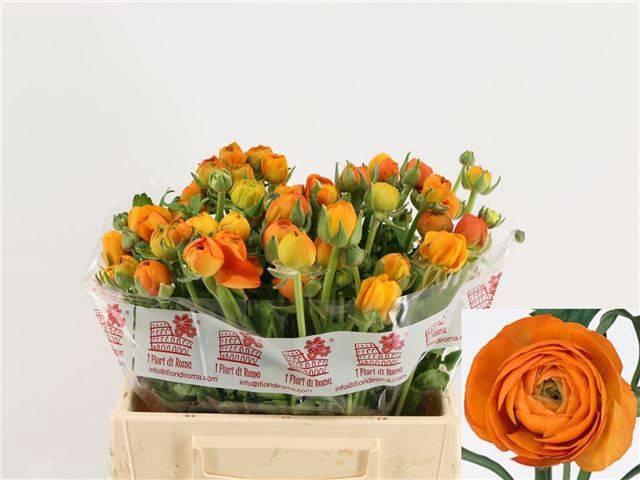 <h4>RAN EL ORANGE</h4>