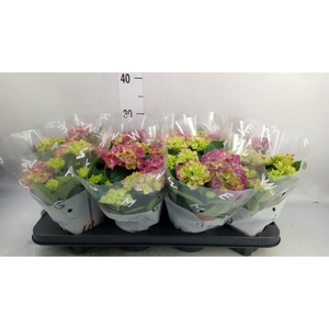 Hydrangea mac. 'Tabletensia'