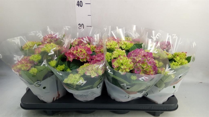 <h4>Hydrangea mac. 'Tabletensia'</h4>