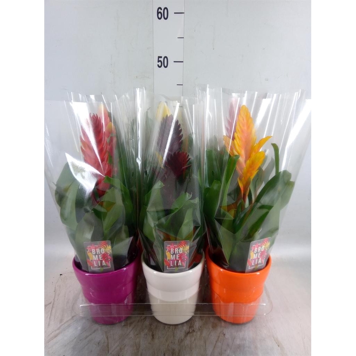 <h4>Vriesea   ...mix 6</h4>