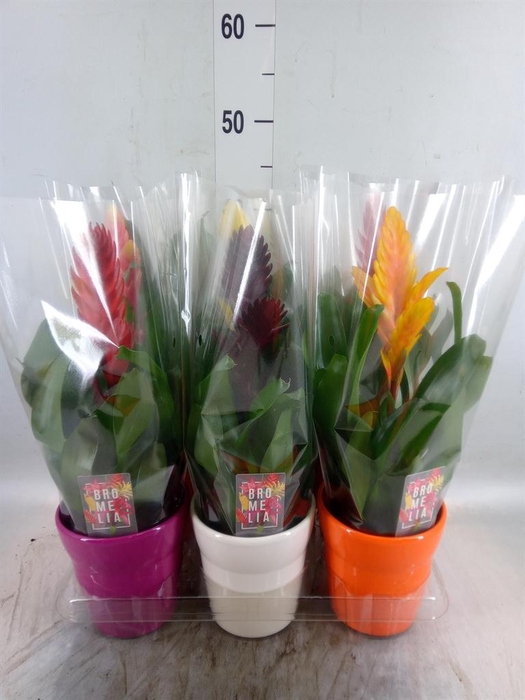 <h4>Vriesea   ...mix 6</h4>