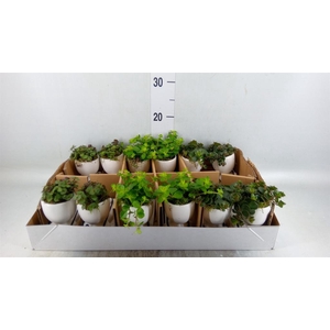 Arr.   Kamerplant Groen L%