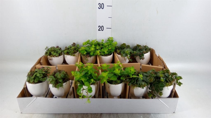 <h4>Arr.   Kamerplant Groen L%</h4>