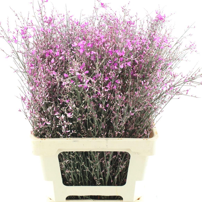 <h4>Ginster Cerise P Bunch 200gram</h4>