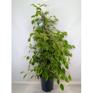 Ficus benja. 'Golden King'